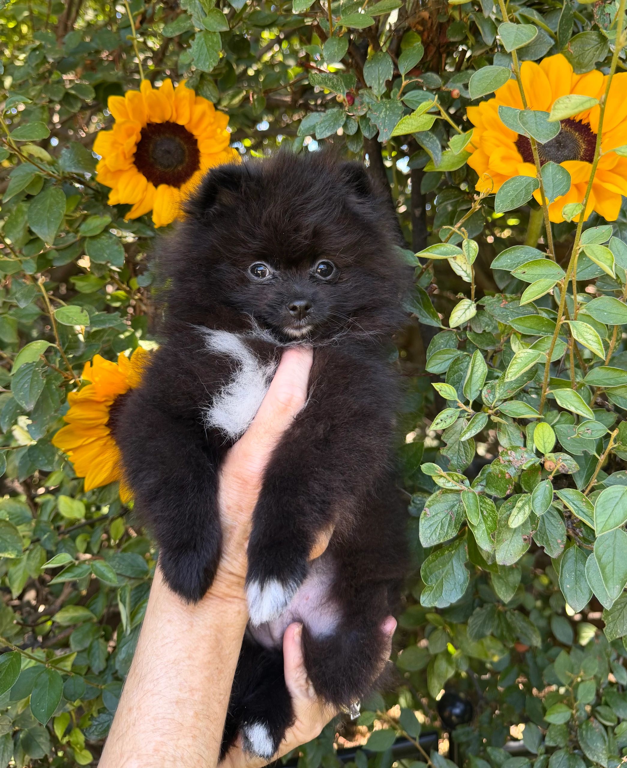 Fluffy black puppy held among sunflowers.