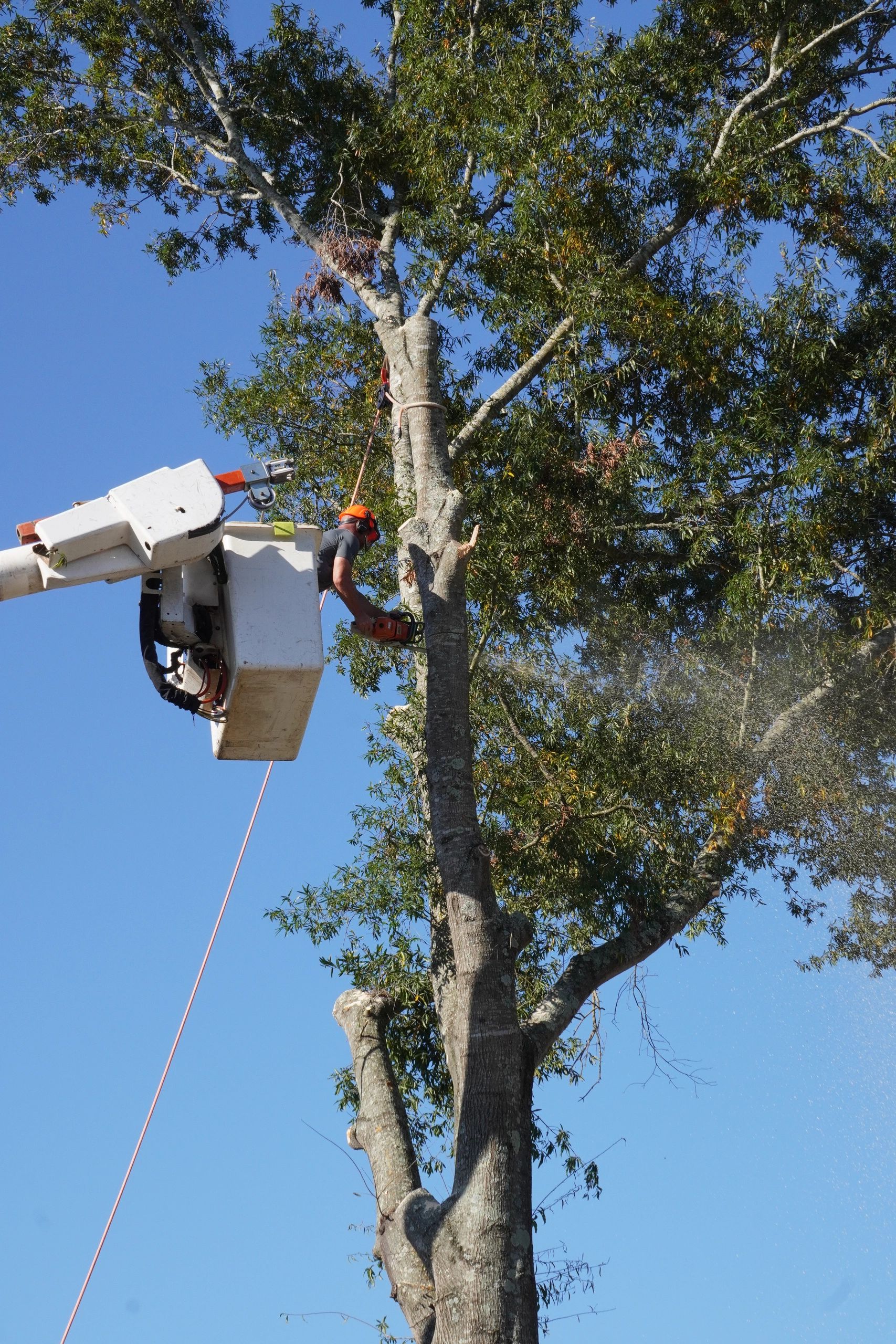 George Stirewalt Tree Service - Tree Service, Stump Grinding
