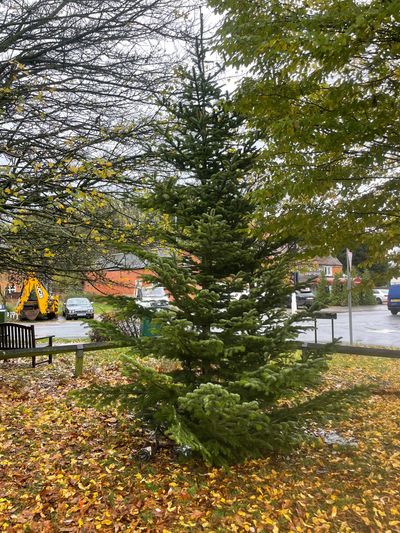 Large Christmas Tree standing on the grass, surrounded by leaves.