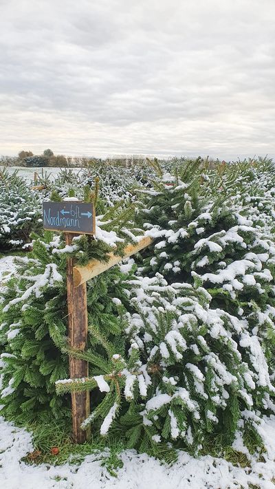 Nordmann Fir with snow on top.