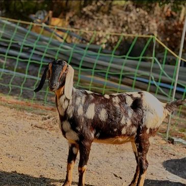 A black and white spotted goat standing on dirt ground near a green net fence.