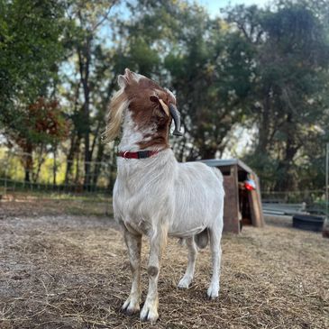 A white goat with brown markings stands alert in a fenced outdoor area.