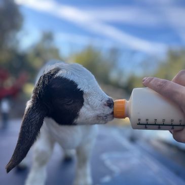 A baby goat feeding from a bottle outdoors.