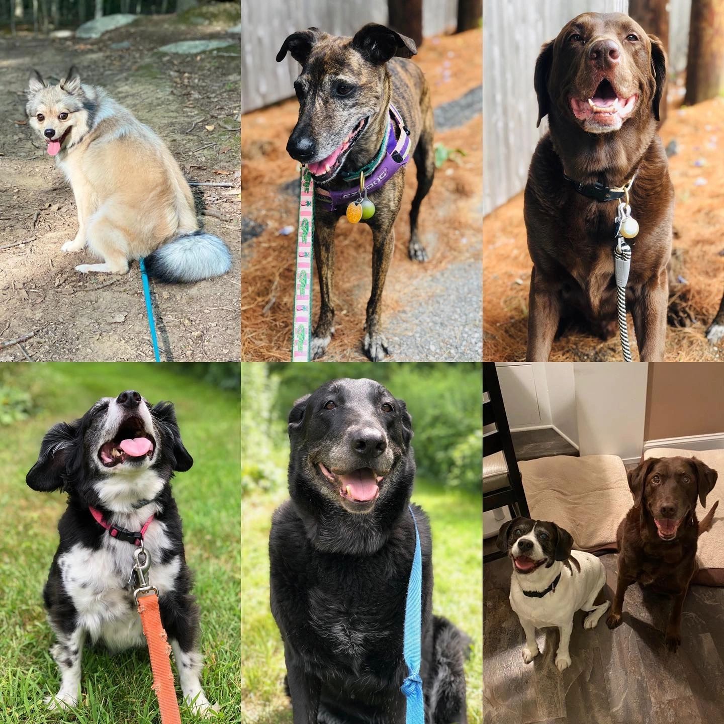 Diana's Paws - Pet Sitting & Walking, Horse Care