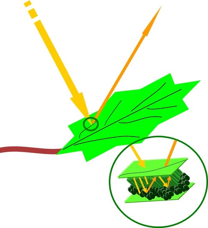 Fig. 2. Cartoon showing the absorption and reflectance of light in a leaf.