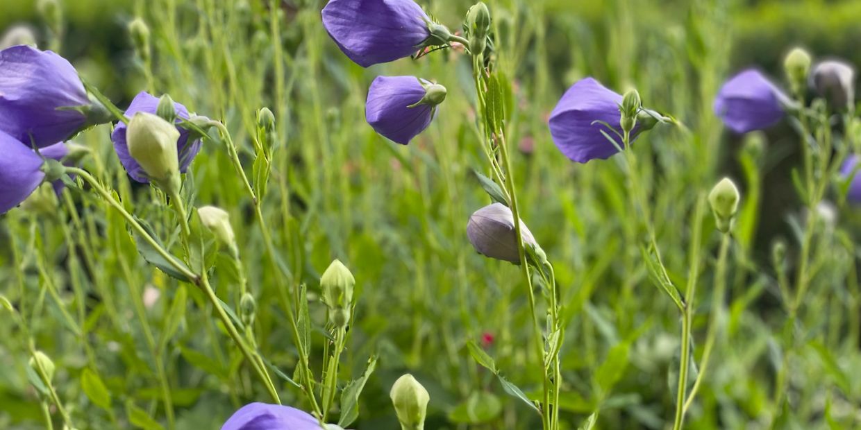 Purple flowers growing among green stems and leaves.