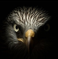 Eagle Hawk Protection Service
