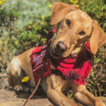 Service dog program, assistance dog program, service dog organization, chicago service dogs