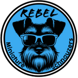 Rebel Miniature Schnauzers