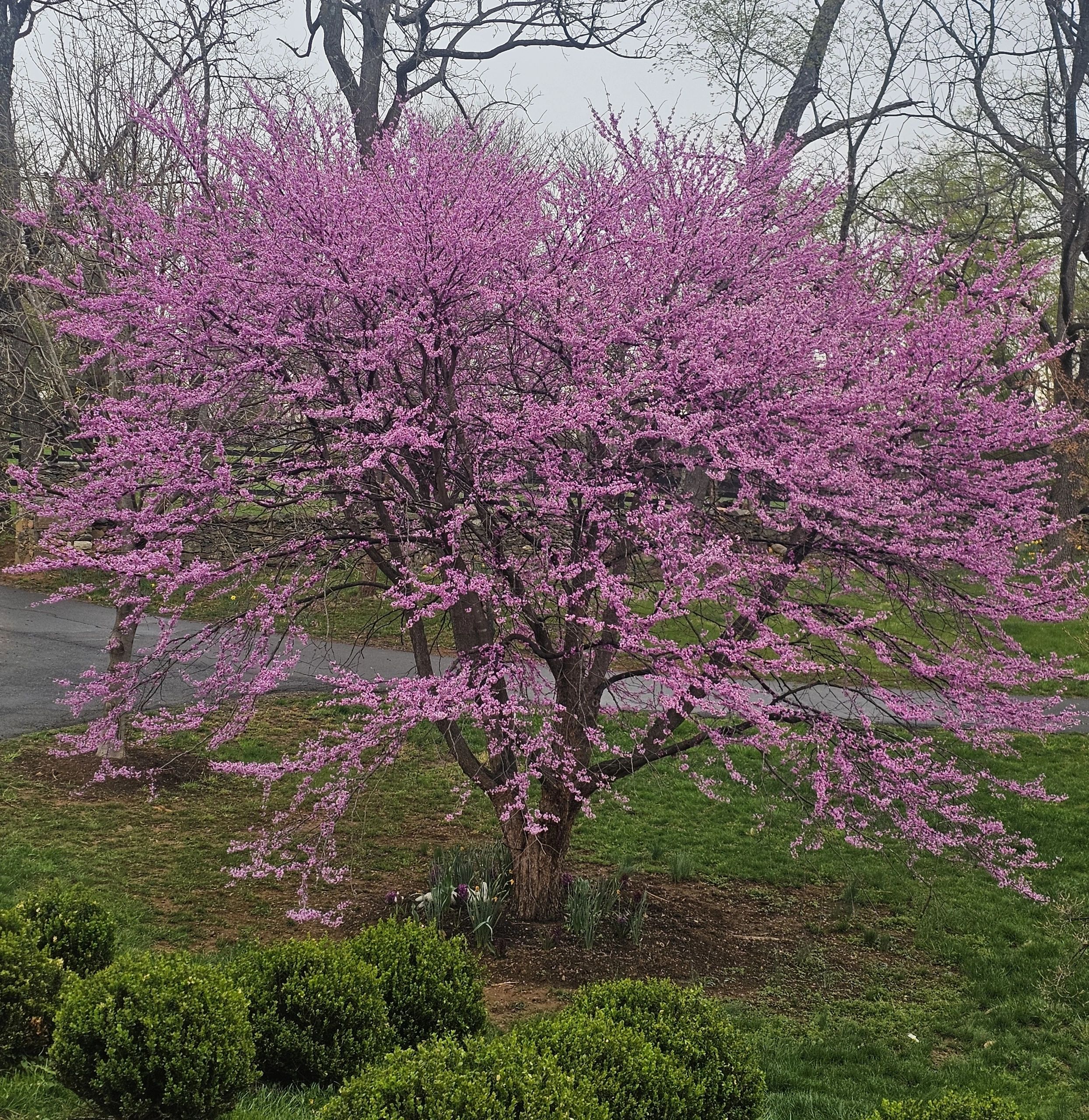Beautia Tree Beauty First