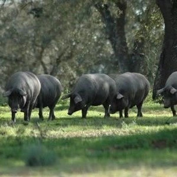 A group of pigs grazing in a wooded area with sunlight filtering through.