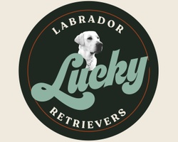 Lucky Labrador Retrievers