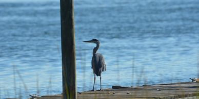 Birds in Southampton