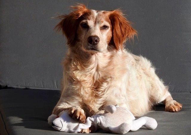 Breton hotsell spaniel rescue