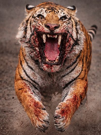A fierce tiger lunging forward with blood on its face and paws.