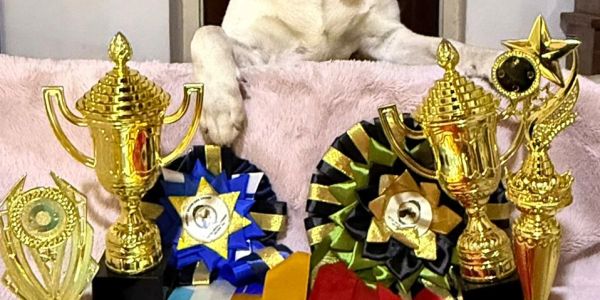 Golden trophies and award ribbons with a dog in the background.