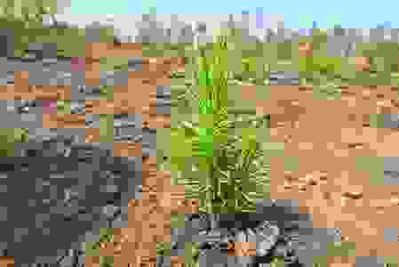 Árbol reforestado a partir de semillas con el uso de dron