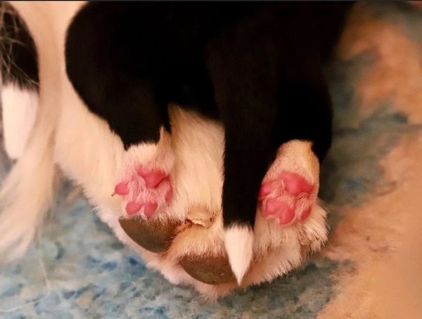 Cappital Border Collies