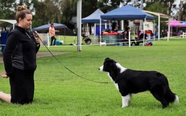 Cappital Border Collies