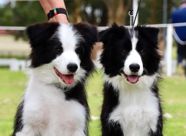 Cappital Border Collies