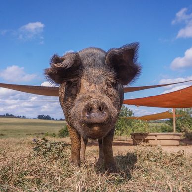 We opened up the whole side pasture and all 8 farm pigs and mixes are together with 3 houses to choo