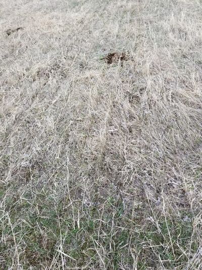 No-till seeded alfalfa into spring pasture being converted to alfalfa field