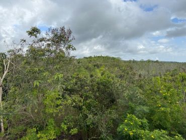 Lush green forest landscape under a cloudy sky.