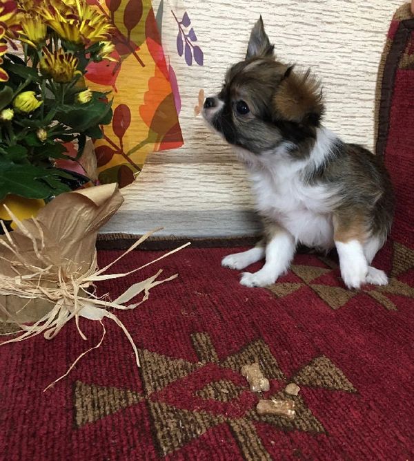 Curiosity in a pup.