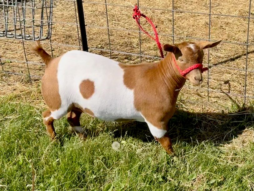 Brown and white goat tied with a red rope in a grassy area.