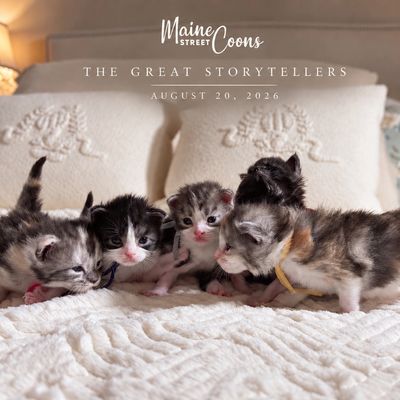 Five adorable Maine Coon kittens on a bed with decorative pillows.