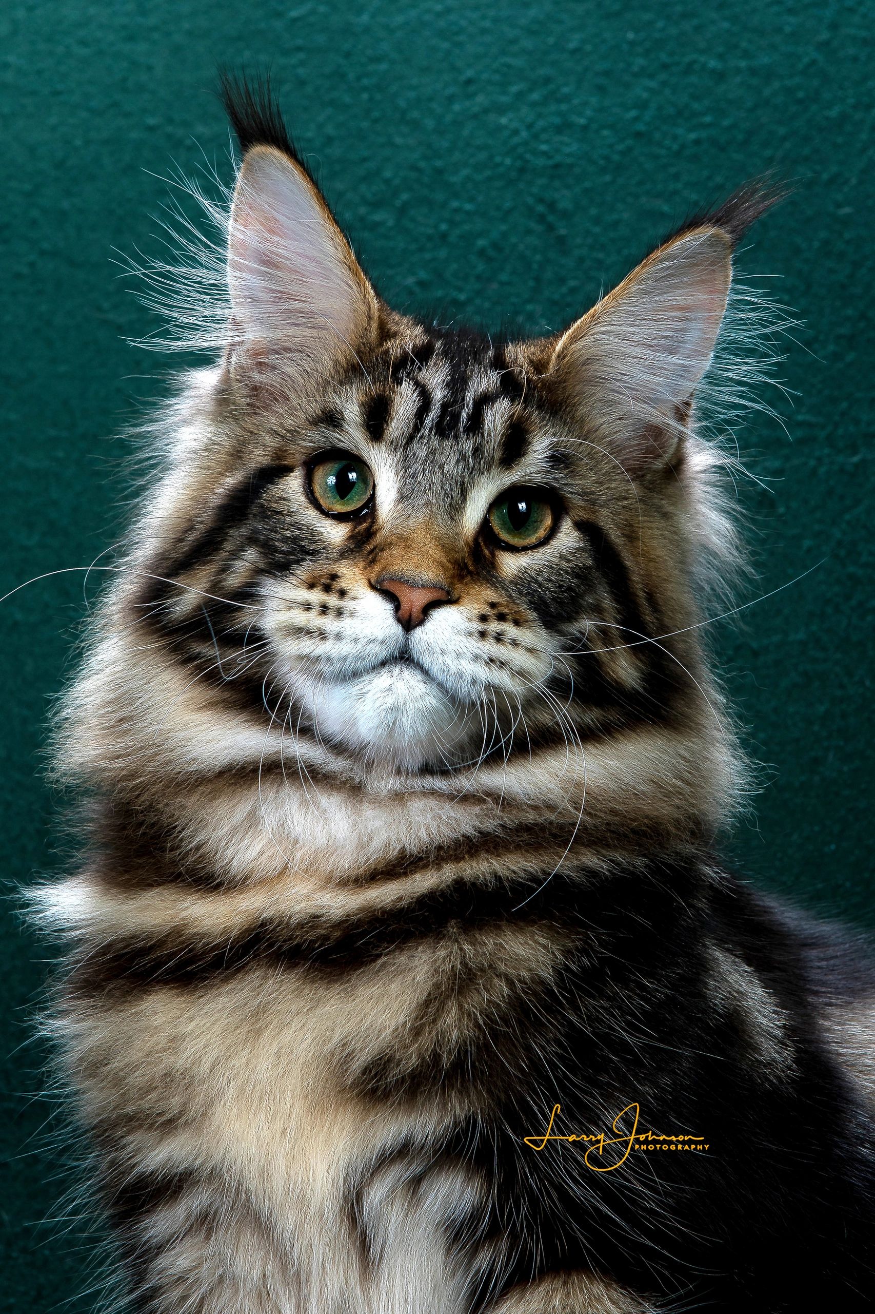 The Truth About Maine Coon Eye Colors A Window To Authenticity