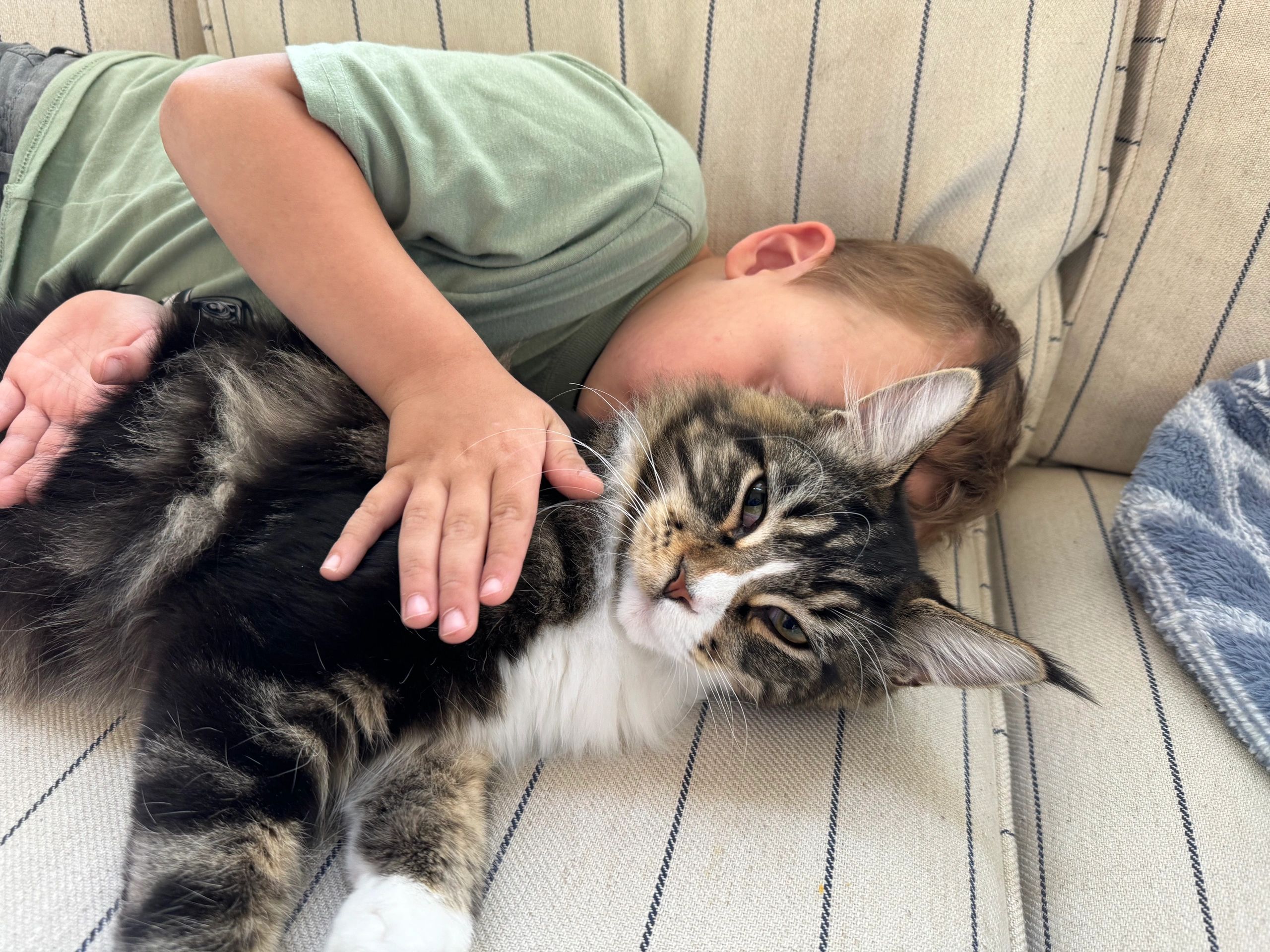 Understanding Maine Coon Kittens as Perfect Family Companions