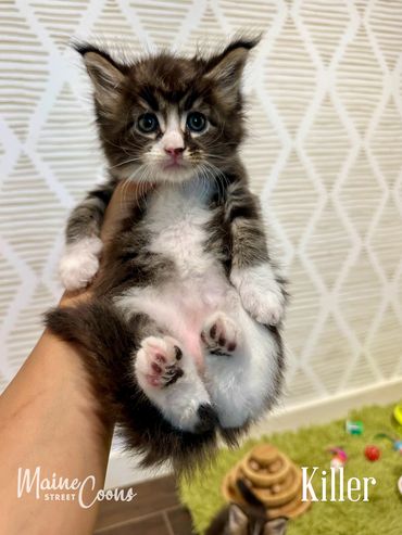 Brown classic tabby with white male Maine Coon kitten. Reserved for Kimberly.