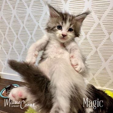 Black silver classic tabby with white male
Maine Coon kitten.