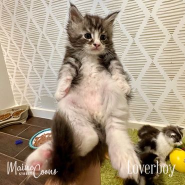 Black Silver Classic Tabby with white male Maine coon kitten at six weeks.