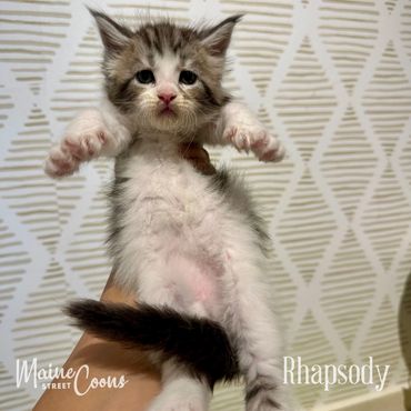 Black silver classic tabby with high white Maine Coon kitten at six weeks. Reserved for Susannah.