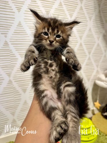 Brown classic tabby female Polydactyl Maine Coon kitten. Under observation for show. 