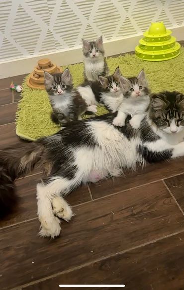 Diana Nikira Light and a few of her adorable tabby and white Maine Coon kittens at six weeks. 