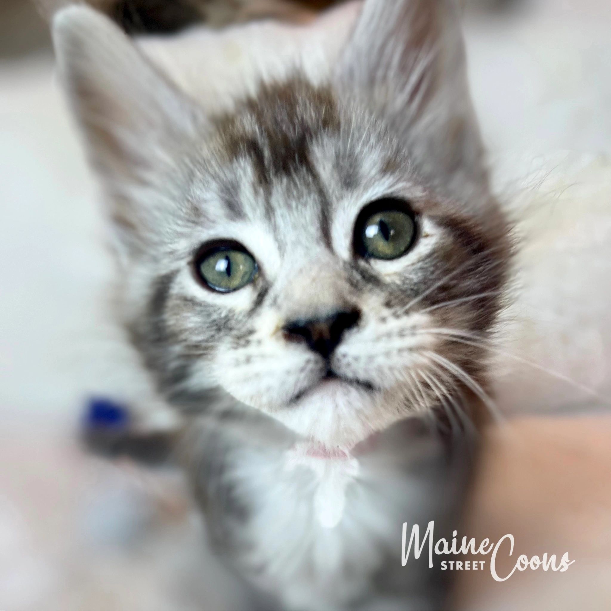 How Much Does a Maine Coon Kitten Cost?