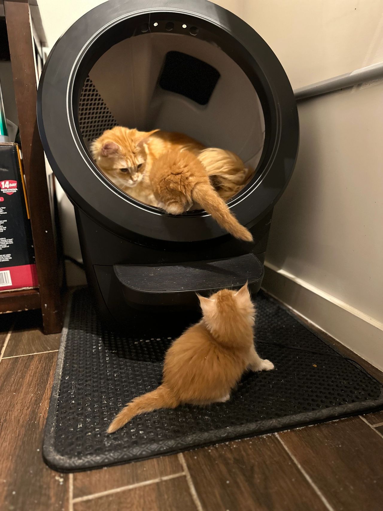 Maine Coon Cat Litter Box: Top Tips for Cleanliness