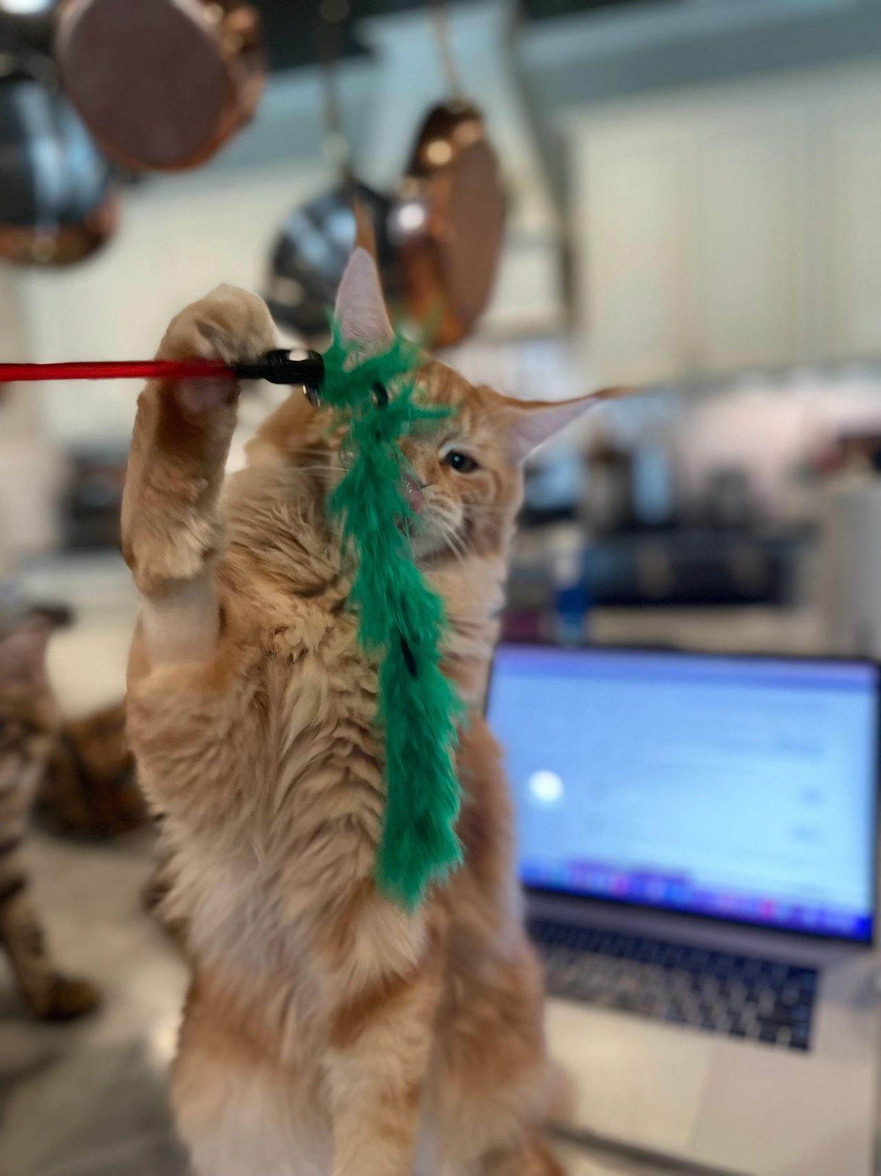 What Toys Do Maine Coon Cats Like: Top Picks for Endless Fun