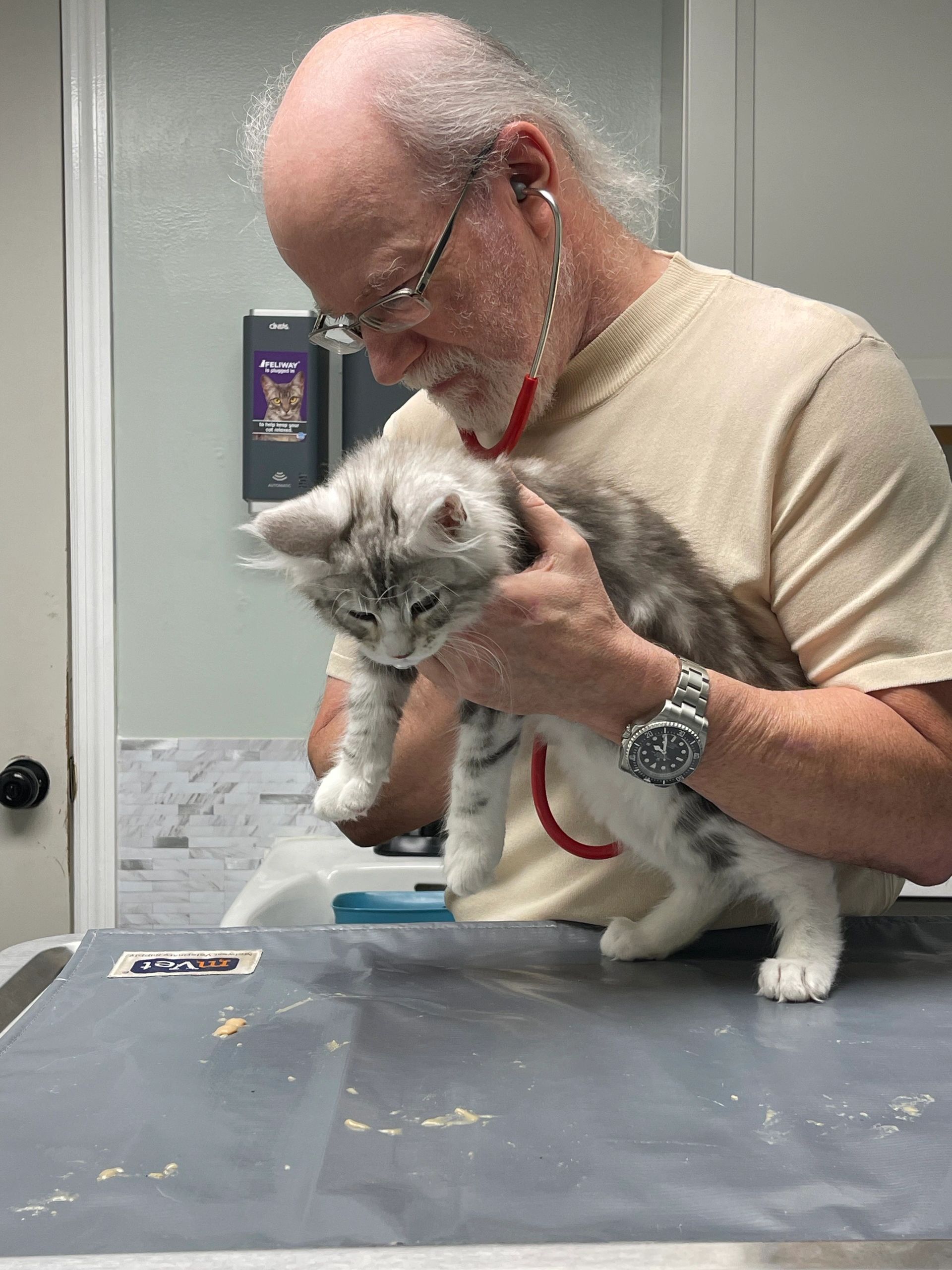 Feline Hypertrophic Cardiomyopathy (HCM) in Maine Coon Cats