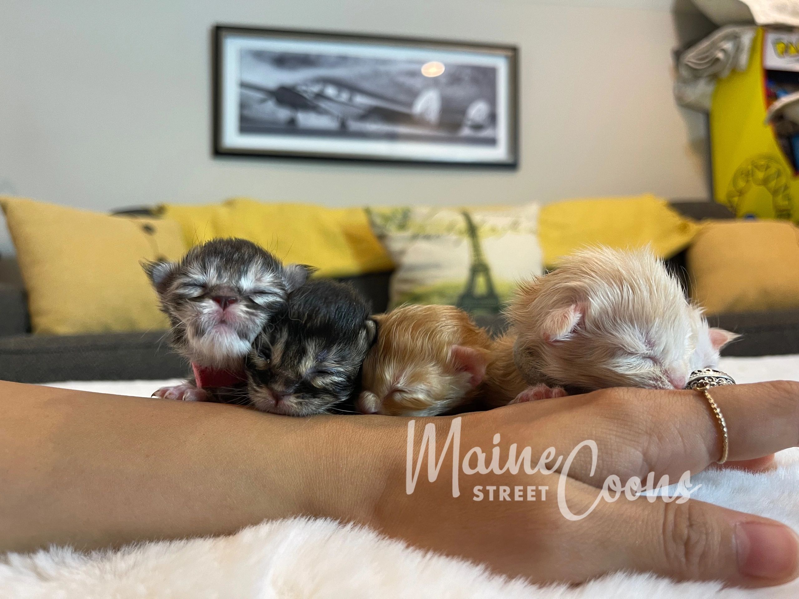 Group of four newborn Maine Coon kittens