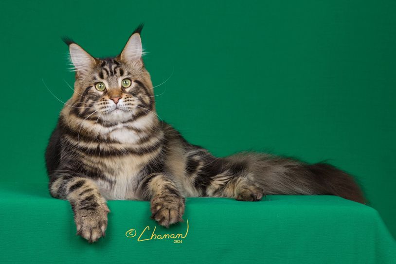 Majestic Maine Coon cat lying on a green surface with a calm expression.