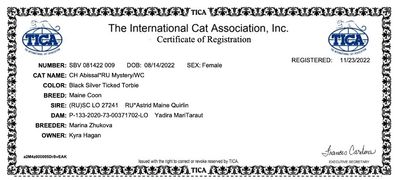 Certificate of Registration for a female Maine Coon cat named MysteRVIC.
