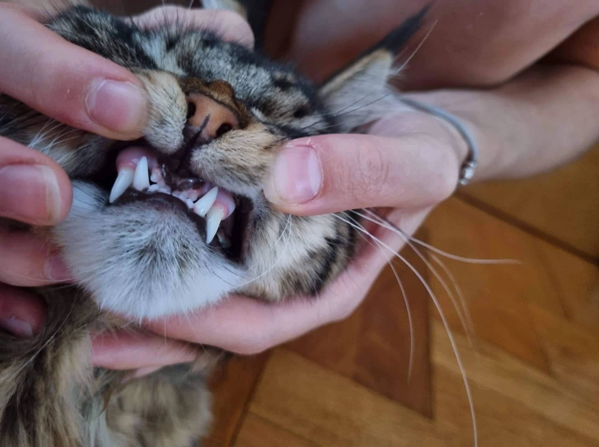 Juvenile Gingivitis in Maine Coons: A Guide for Owners & Breeders