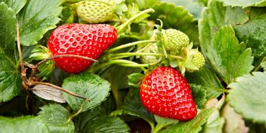 Abion Strawberry Plant Variety grown by Cedar Point Nursery Strawberry Farm in California.