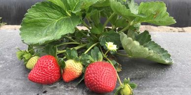 Florida Beauty Strawberry Plant Variety grown by Cedar Point Nursery Strawberry Farm in California.