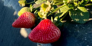 Portola Strawberry Plant Variety grown by Cedar Point Nursery Strawberry Farm in California.