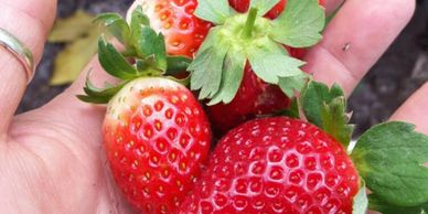 Camino Real Strawberry Plant Variety grown by Cedar Point Nursery Strawberry Farm in California.